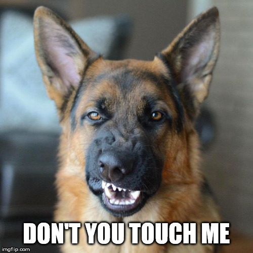 Mean DOG  | DON'T YOU TOUCH ME | image tagged in mean dog | made w/ Imgflip meme maker