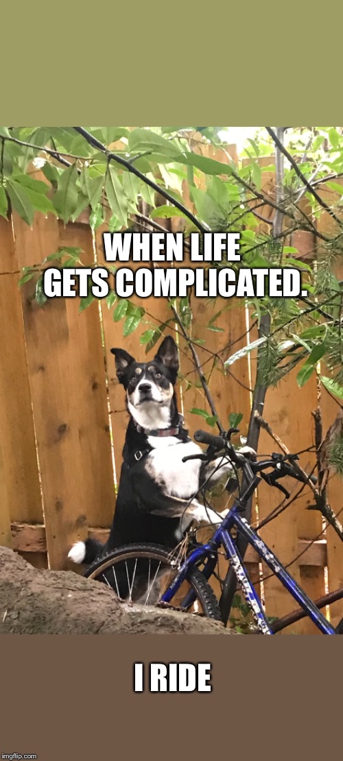 WHEN LIFE GETS COMPLICATED. I RIDE | image tagged in border collie | made w/ Imgflip meme maker