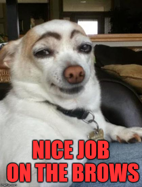 dog eyebrows | NICE JOB ON THE BROWS | image tagged in dog eyebrows | made w/ Imgflip meme maker
