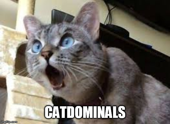 Surprised cat | CATDOMINALS | image tagged in surprised cat | made w/ Imgflip meme maker