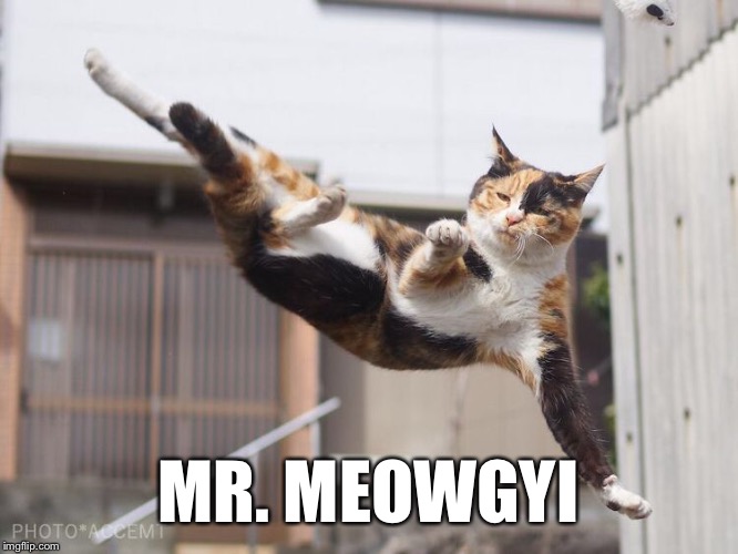 MR. MEOWGYI | image tagged in memes,meowgyi | made w/ Imgflip meme maker