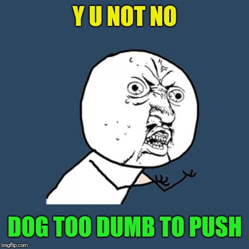 Y U No Meme | Y U NOT NO DOG TOO DUMB TO PUSH | image tagged in memes,y u no | made w/ Imgflip meme maker