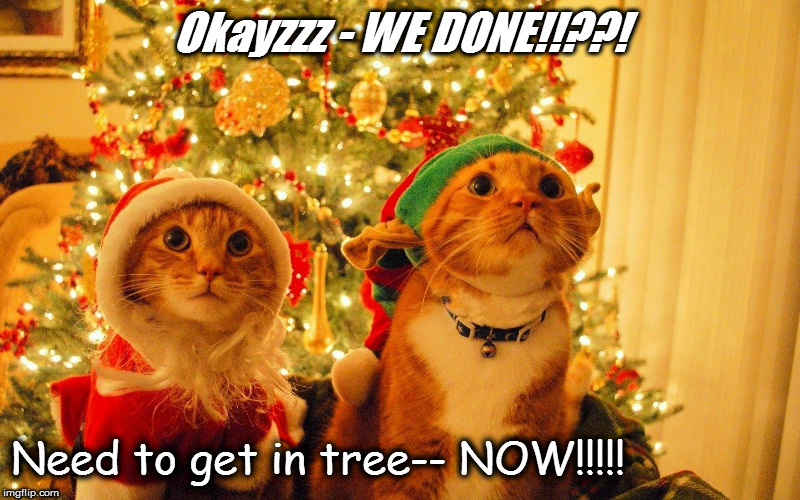 Okayzzz - WE DONE!!??! Need to get in tree-- NOW!!!!! | image tagged in cats christmas hats tree xmas trees hat cat | made w/ Imgflip meme maker