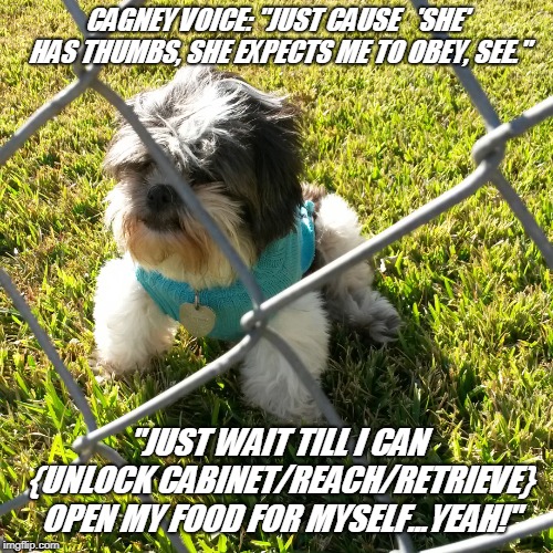 CAGNEY VOICE: "JUST CAUSE  
'SHE' HAS THUMBS, SHE EXPECTS ME TO OBEY, SEE."; "JUST WAIT TILL I CAN {UNLOCK CABINET/REACH/RETRIEVE} OPEN MY FOOD FOR MYSELF...YEAH!" | image tagged in waiting on the mail | made w/ Imgflip meme maker