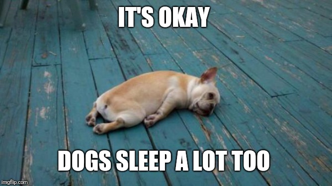 tired dog | IT'S OKAY DOGS SLEEP A LOT TOO | image tagged in tired dog | made w/ Imgflip meme maker