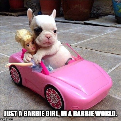 Just a Barbie girl. | JUST A BARBIE GIRL, IN A BARBIE WORLD. | image tagged in puppy,cute,meme,doggo,pupper,doggo week | made w/ Imgflip meme maker