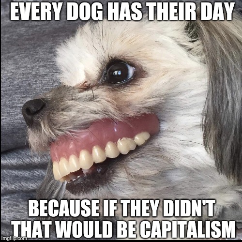 DOGGO WEEK - AOC dog makes perfect sense | EVERY DOG HAS THEIR DAY; BECAUSE IF THEY DIDN'T THAT WOULD BE CAPITALISM | image tagged in big gummed dog,alexandria ocasio-cortez,doggo week | made w/ Imgflip meme maker