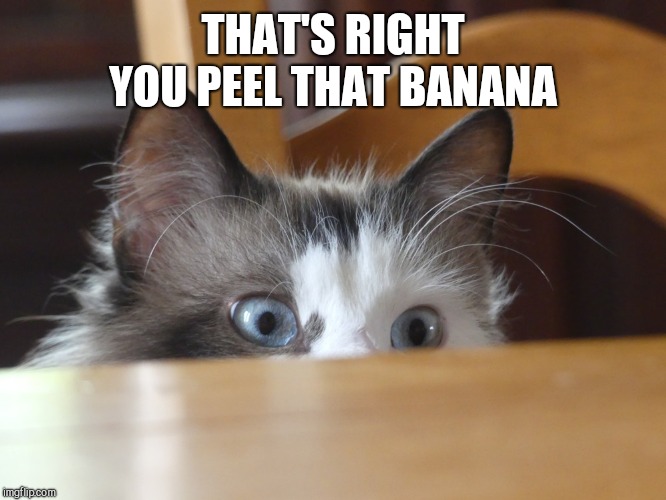 Spy Cat | THAT'S RIGHT YOU PEEL THAT BANANA | image tagged in spy cat | made w/ Imgflip meme maker