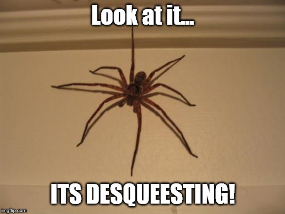 Scumbag Spider | Look at it... ITS DESQUEESTING! | image tagged in scumbag spider | made w/ Imgflip meme maker