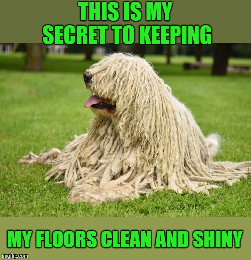Doggo Week March 10-16 (A Blaze_the_Blaziken and 1forpiece event) | THIS IS MY SECRET TO KEEPING; MY FLOORS CLEAN AND SHINY | image tagged in memes,funny,doggo week,dogs,floor mop | made w/ Imgflip meme maker