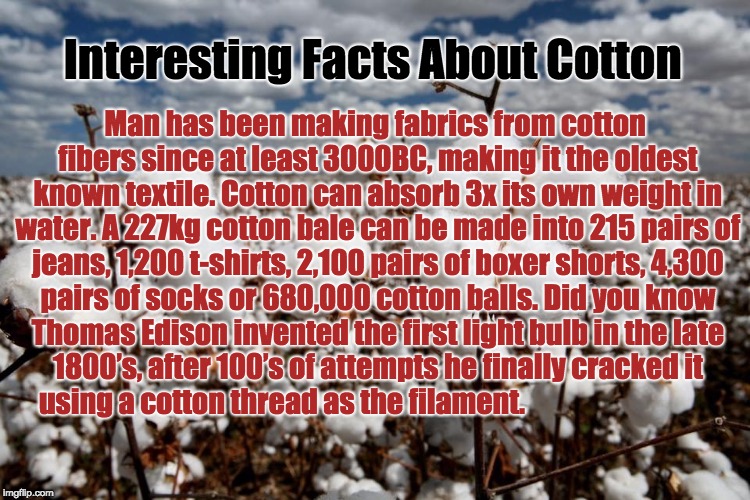 Cotton fields forever  | Interesting Facts About Cotton; Man has been making fabrics from cotton fibers since at least 3000BC, making it the oldest known textile.
Cotton can absorb 3x its own weight in water.
A 227kg cotton bale can be made into 215 pairs of jeans, 1,200 t-shirts, 2,100 pairs of boxer shorts, 4,300 pairs of socks or 680,000 cotton balls.
Did you know Thomas Edison invented the first light bulb in the late 1800’s, after 100’s of attempts he finally cracked it using a cotton thread as the filament. | image tagged in cotton fields forever,cotton,farmers,farm,crops | made w/ Imgflip meme maker
