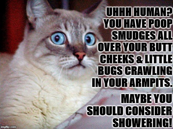 TAKE A SHOWER | UHHH HUMAN? YOU HAVE POOP SMUDGES ALL OVER YOUR BUTT CHEEKS & LITTLE BUGS CRAWLING IN YOUR ARMPITS. MAYBE YOU SHOULD CONSIDER SHOWERING! | image tagged in take a shower | made w/ Imgflip meme maker