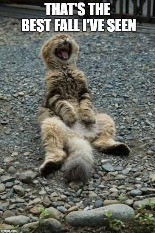 laughing cat laying on back | THAT'S THE BEST FALL I'VE SEEN | image tagged in laughing cat laying on back | made w/ Imgflip meme maker