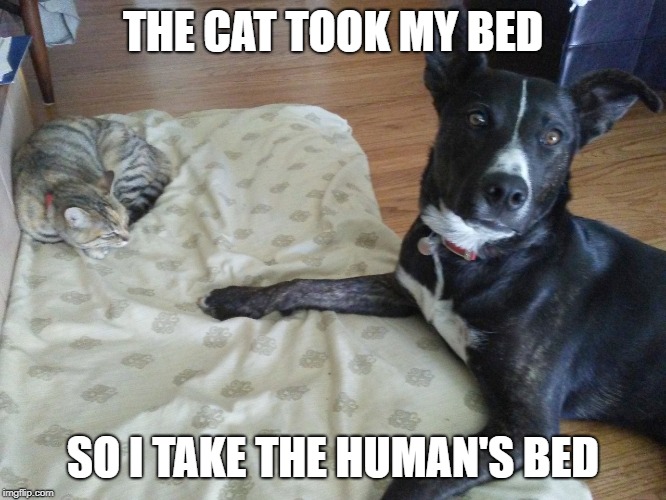 cat in dog bed | THE CAT TOOK MY BED SO I TAKE THE HUMAN'S BED | image tagged in cat in dog bed | made w/ Imgflip meme maker