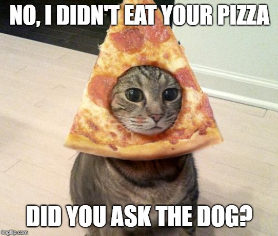 pizza cat | NO, I DIDN'T EAT YOUR PIZZA DID YOU ASK THE DOG? | image tagged in pizza cat | made w/ Imgflip meme maker