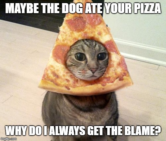 pizza cat | MAYBE THE DOG ATE YOUR PIZZA WHY DO I ALWAYS GET THE BLAME? | image tagged in pizza cat | made w/ Imgflip meme maker