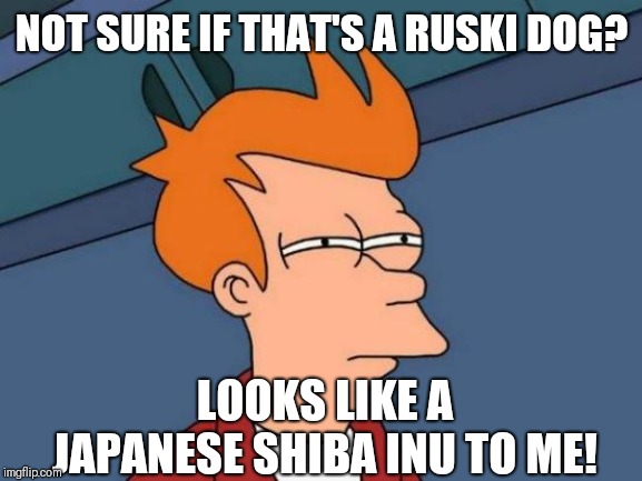 NOT SURE IF THAT'S A RUSKI DOG? LOOKS LIKE A JAPANESE SHIBA INU TO ME! | image tagged in memes,futurama fry | made w/ Imgflip meme maker