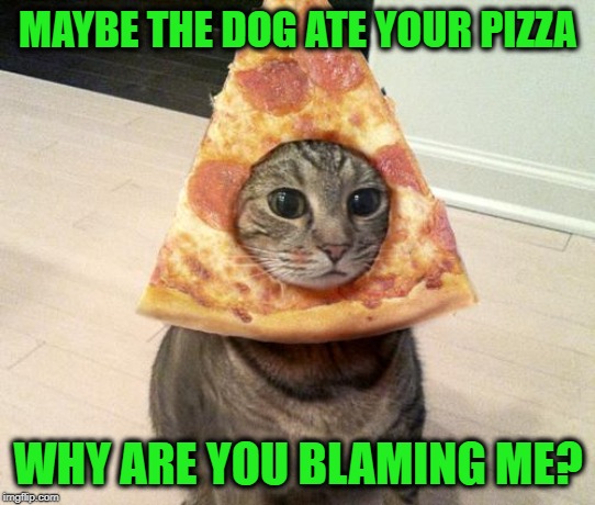 The dog must be the favorite | MAYBE THE DOG ATE YOUR PIZZA WHY ARE YOU BLAMING ME? | image tagged in pizza cat,memes,cats,funny | made w/ Imgflip meme maker
