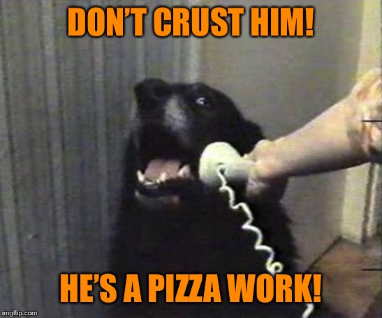 Yes this is dog | DON’T CRUST HIM! HE’S A PIZZA WORK! | image tagged in yes this is dog | made w/ Imgflip meme maker