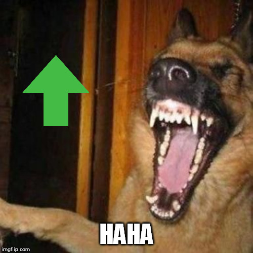 Laughing Dog | HAHA | image tagged in laughing dog | made w/ Imgflip meme maker