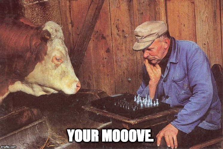 Bad Pun Farm, sorry if it has already been done.  | YOUR MOOOVE. | image tagged in cow chess | made w/ Imgflip meme maker