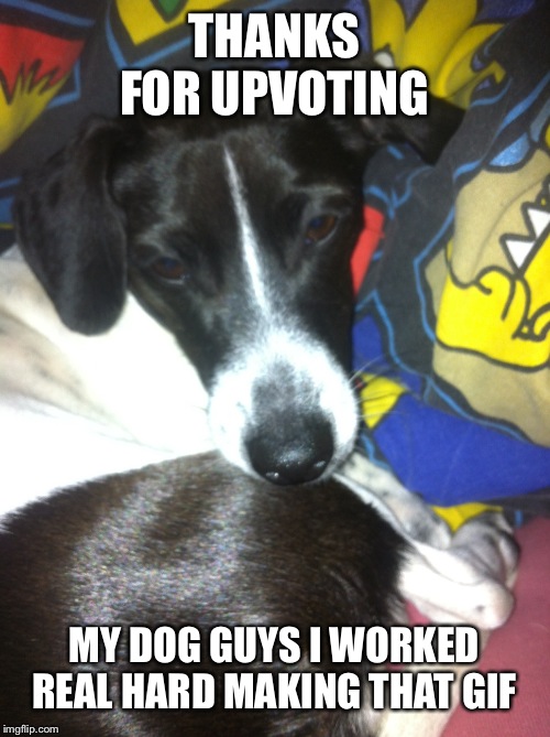 The crazy rick and morty fan | THANKS FOR UPVOTING; MY DOG GUYS I WORKED REAL HARD MAKING THAT GIF | image tagged in funny,dog | made w/ Imgflip meme maker