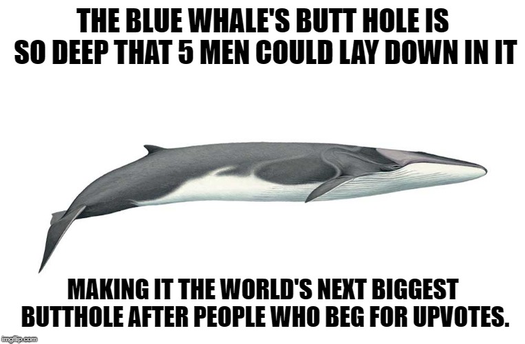 original content level expert | THE BLUE WHALE'S BUTT HOLE IS SO DEEP THAT 5 MEN COULD LAY DOWN IN IT; MAKING IT THE WORLD'S NEXT BIGGEST BUTTHOLE AFTER PEOPLE WHO BEG FOR UPVOTES. | image tagged in upvote beggers are butt holes,in my opinion,create something,slackers,stop it | made w/ Imgflip meme maker