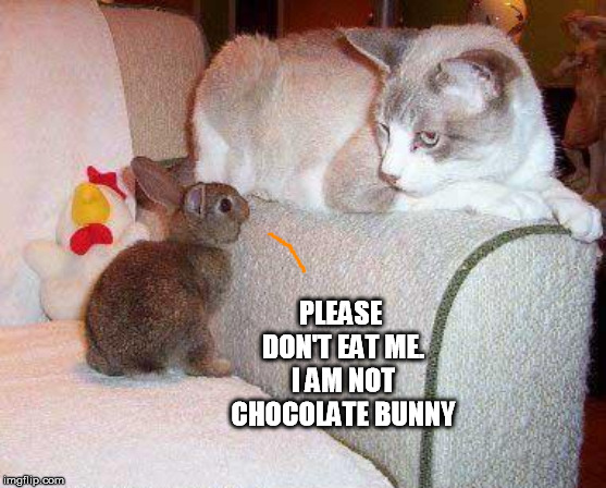 PLEASE DON'T EAT ME. I AM NOT CHOCOLATE BUNNY | made w/ Imgflip meme maker