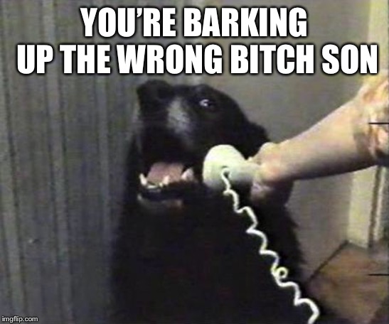 Yes this is dog | YOU’RE BARKING UP THE WRONG B**CH SON | image tagged in yes this is dog | made w/ Imgflip meme maker