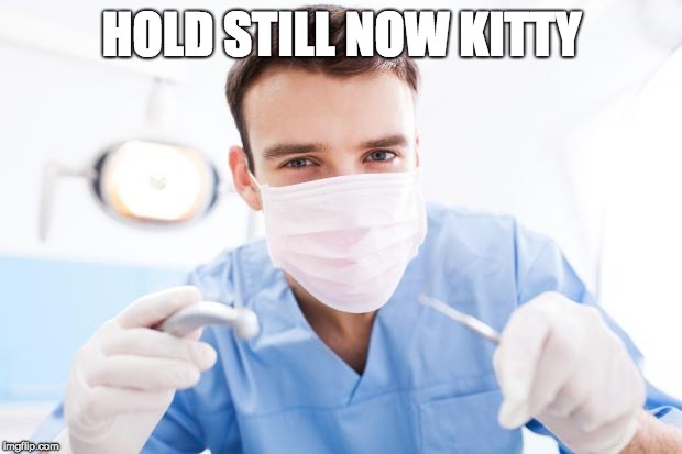 Dentist | HOLD STILL NOW KITTY | image tagged in dentist | made w/ Imgflip meme maker