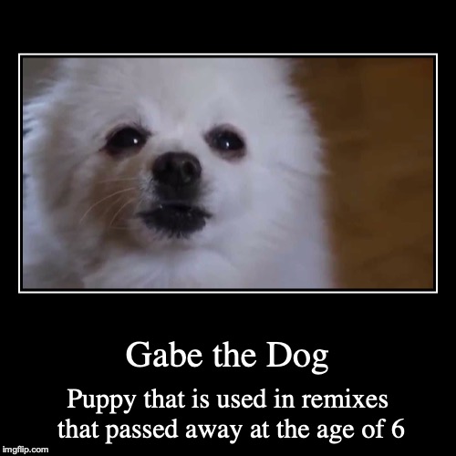 who did gabe the dog belong to
