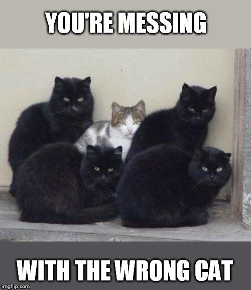 YOU'RE MESSING WITH THE WRONG CAT | made w/ Imgflip meme maker