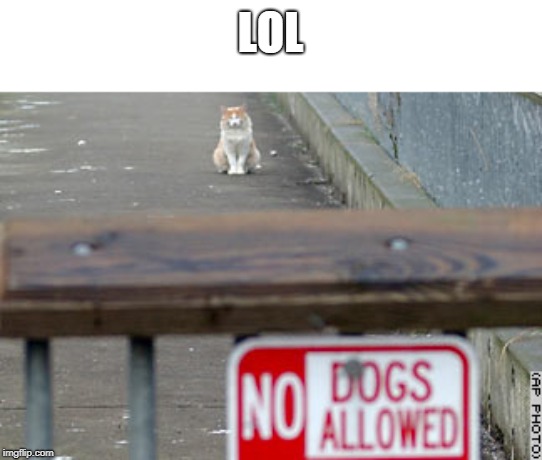 LOL | image tagged in cats | made w/ Imgflip meme maker