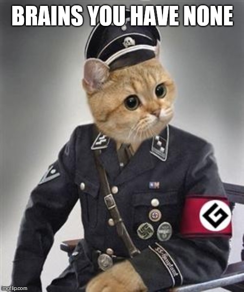 Grammar Nazi Cat | BRAINS YOU HAVE NONE | image tagged in grammar nazi cat | made w/ Imgflip meme maker