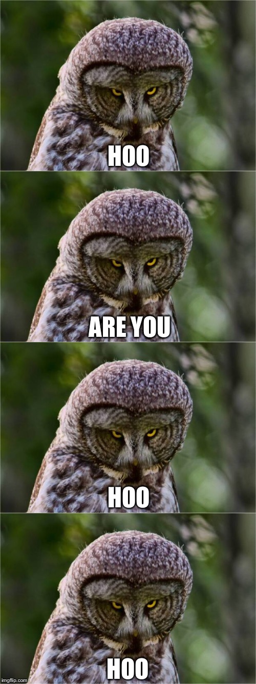 HOO; ARE YOU; HOO; HOO | image tagged in seriously owl,memes | made w/ Imgflip meme maker