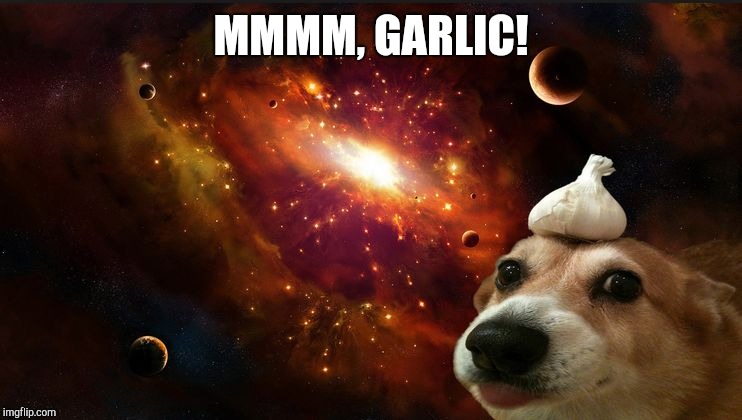 Dog with a garlic on his head | MMMM, GARLIC! | image tagged in dog with a garlic on his head | made w/ Imgflip meme maker