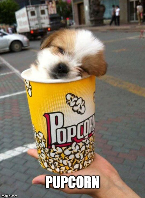 PUPCORN | image tagged in puppy,popcorn | made w/ Imgflip meme maker
