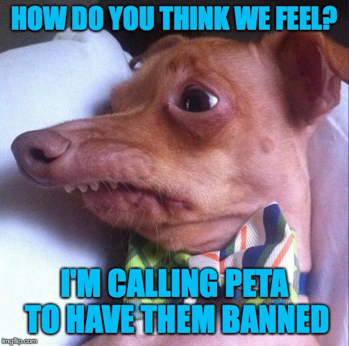 Tuna the dog (Phteven) | HOW DO YOU THINK WE FEEL? I'M CALLING PETA TO HAVE THEM BANNED | image tagged in tuna the dog phteven | made w/ Imgflip meme maker