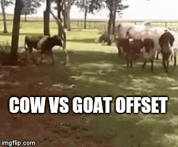 COW VS GOAT OFFSET | image tagged in gifs | made w/ Imgflip video-to-gif maker