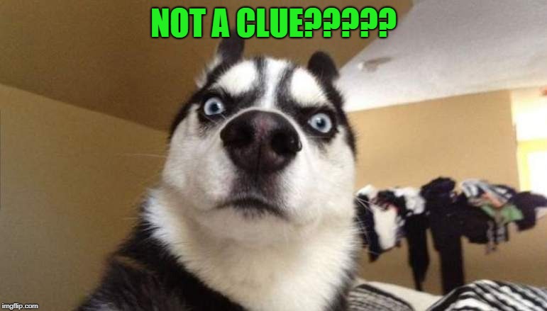 wtf | NOT A CLUE????? | image tagged in wtf | made w/ Imgflip meme maker