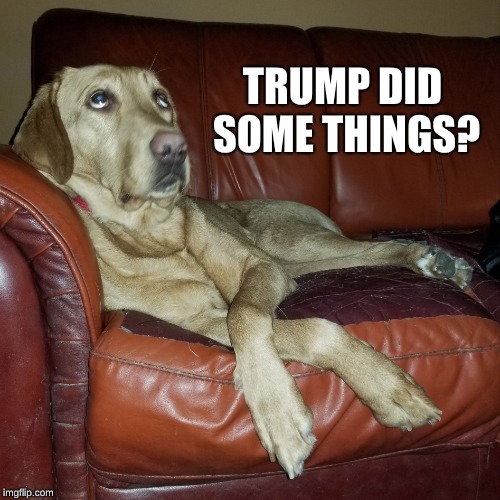 Dog Eye Roll | TRUMP DID SOME THINGS? | image tagged in dog eye roll | made w/ Imgflip meme maker