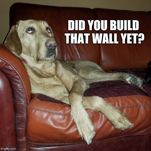 Dog Eye Roll | DID YOU BUILD THAT WALL YET? | image tagged in dog eye roll | made w/ Imgflip meme maker