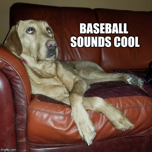Dog Eye Roll | BASEBALL SOUNDS COOL | image tagged in dog eye roll | made w/ Imgflip meme maker