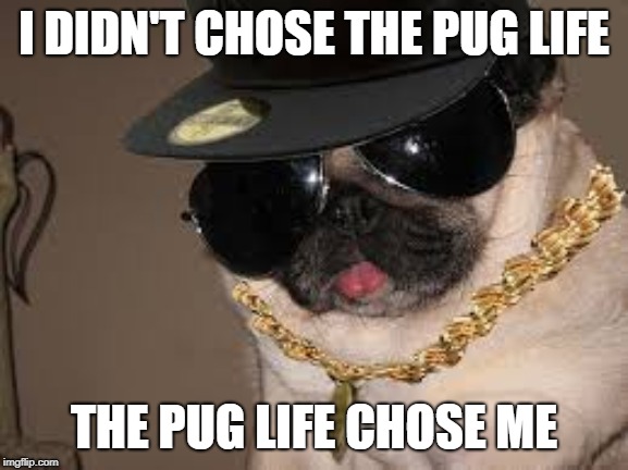 gangster dog | I DIDN'T CHOSE THE PUG LIFE THE PUG LIFE CHOSE ME | image tagged in gangster dog | made w/ Imgflip meme maker