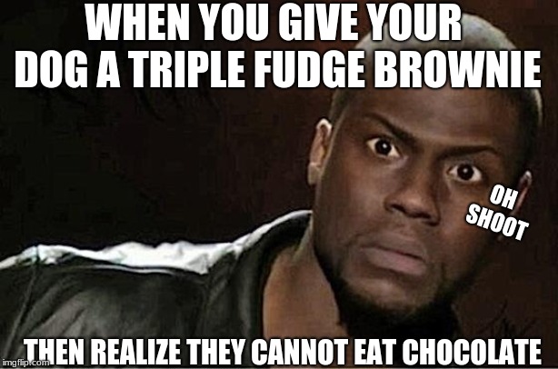 Kevin Hart | WHEN YOU GIVE YOUR DOG A TRIPLE FUDGE BROWNIE; OH SHOOT; THEN REALIZE THEY CANNOT EAT CHOCOLATE | image tagged in memes,kevin hart | made w/ Imgflip meme maker