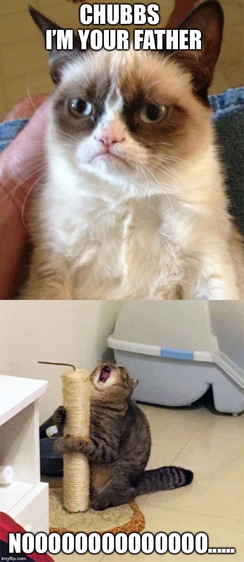 meme creator app grumpy cat