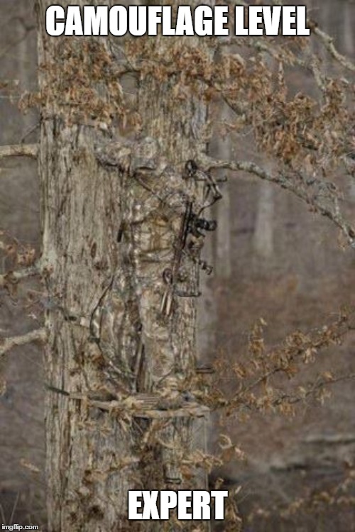 He's in there, just keep looking | CAMOUFLAGE LEVEL; EXPERT | image tagged in camouflage,random,level expert,hunting | made w/ Imgflip meme maker