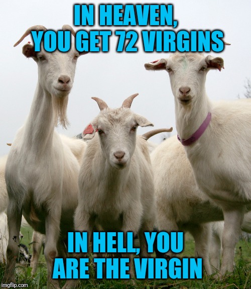 According to Islam | IN HEAVEN, YOU GET 72 VIRGINS; IN HELL, YOU ARE THE VIRGIN | image tagged in goat,forn | made w/ Imgflip meme maker