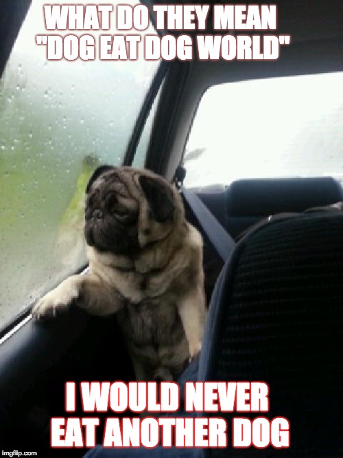 Introspective Pug |  WHAT DO THEY MEAN "DOG EAT DOG WORLD"; I WOULD NEVER EAT ANOTHER DOG | image tagged in introspective pug | made w/ Imgflip meme maker