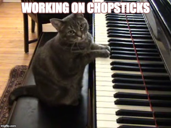 cat piano | WORKING ON CHOPSTICKS | image tagged in cat piano | made w/ Imgflip meme maker